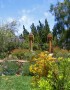 Shirley Bovshow's Mediterranean Garden