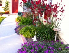 Purple verbena ground cover