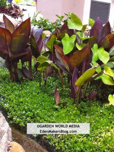 Exotic, dark leaf canna lilies in a sea of chartreuse green