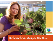 Kalanchoe video-how-to-multiply-this-plant-by-cuttings Shirley Bovshow