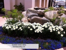 Lobelia, chrysanthemum and papayrus garden bed