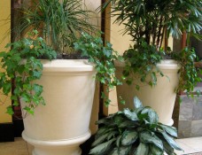 Large_Indoor_Planters_Separate_Different_Spaces