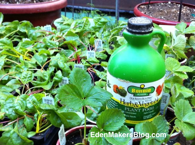 Bonnie-Plants-and-liquid-fertilizer-EdenMaker