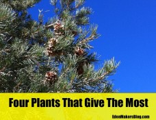 Pine-tree-with-cone-against-blue-skies-edenmakersblog. I saw this pine tree in Joshua Tree National Park.