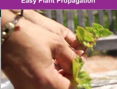 Remove_lower_leaves_of_stem_cutting_for_propagation as seen with this geranium