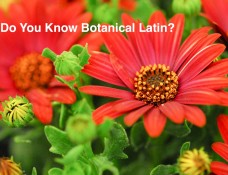 Do you know botanical latin