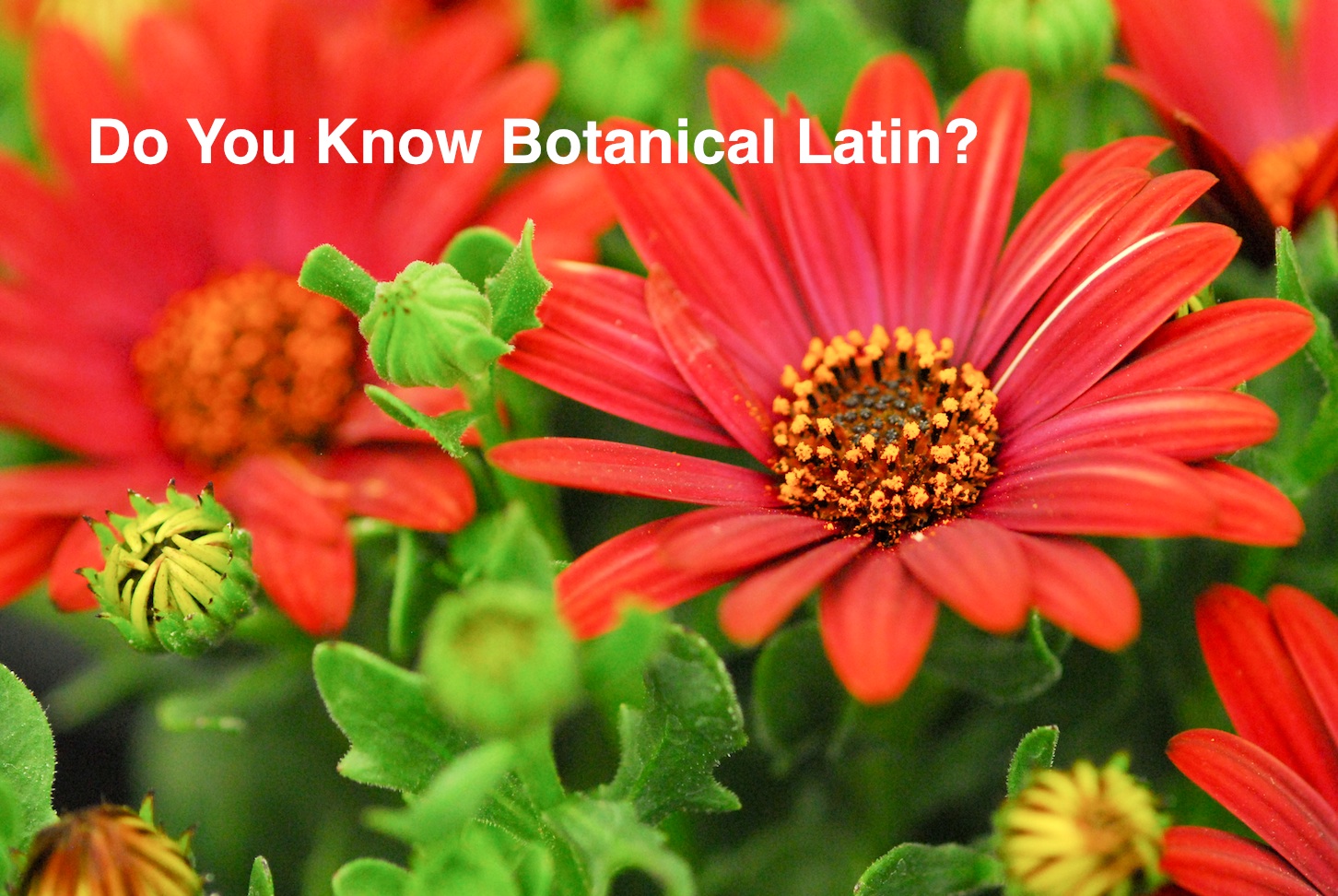 Botanical Latin Names 91