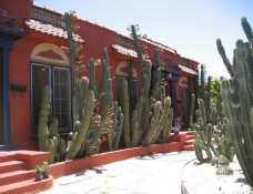 columnar cereus plant