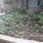 UC Verde Before Mulch
