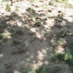 fescue-lawn-before