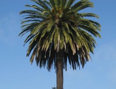 palm tree against sunny sky