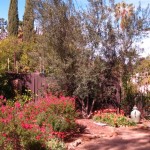 shirleys-mediterranean-garden