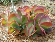 Kalanchoe "Flapjack" plant