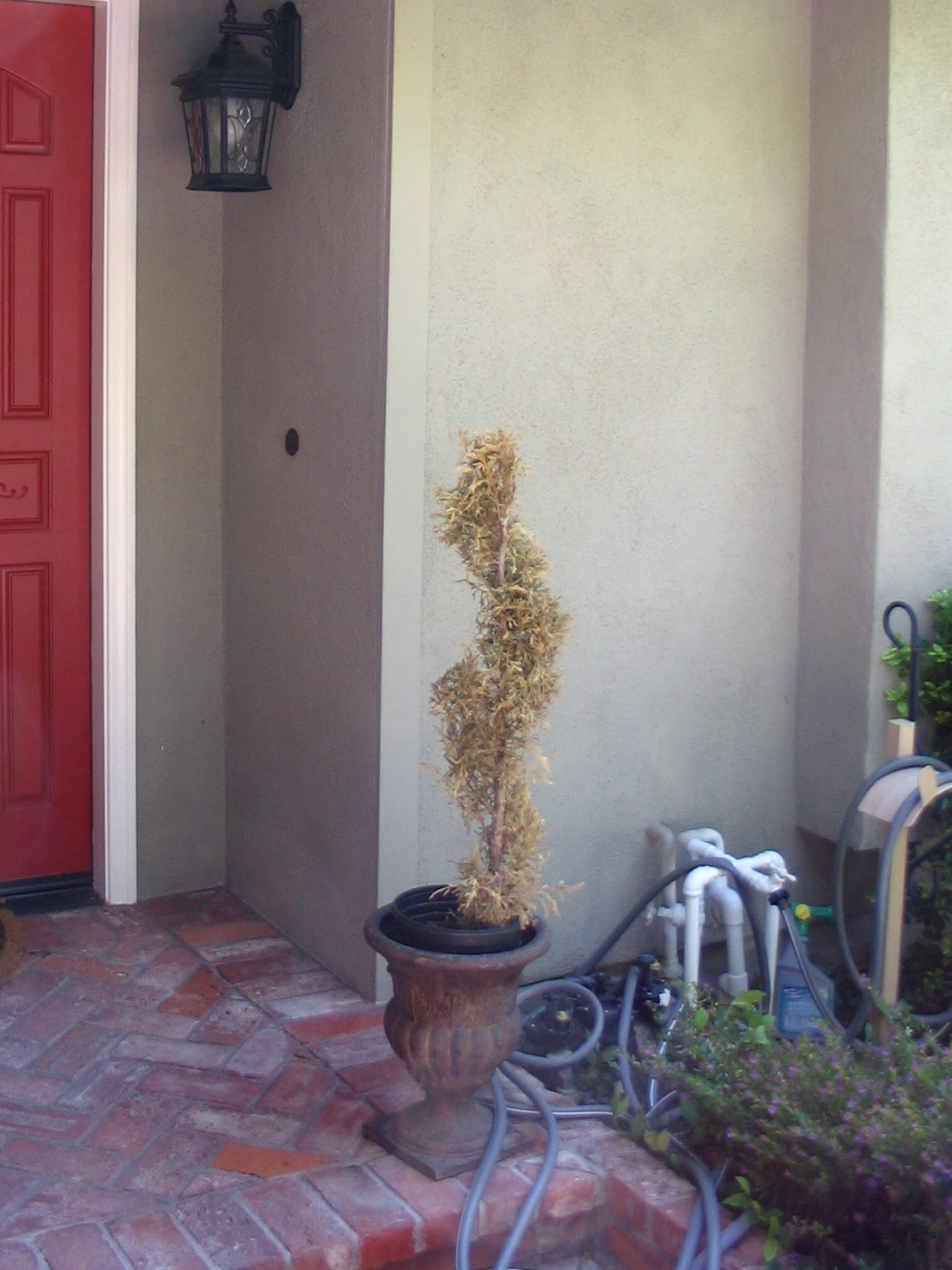 dead-topiary.jpg
