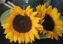 sunflowers2.jpg