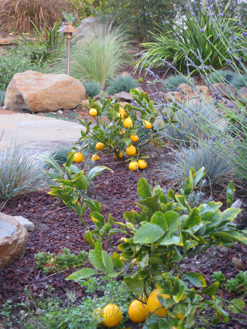 garden-bed-with-meyer-lemon.jpg