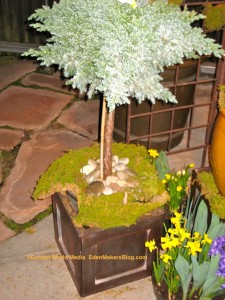 Blue Star Juniper Topiary Planted in Containers