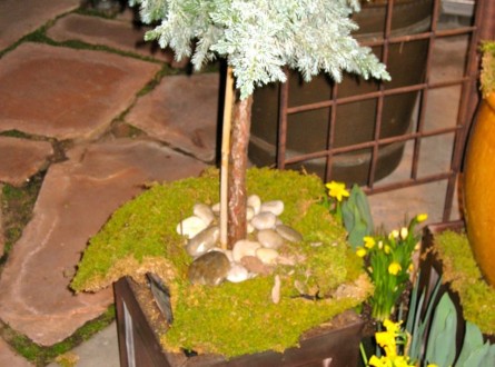Blue Star Juniper Topiary Planted in Containers