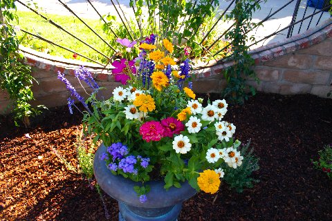 Container garden with mixed perennials and annuals