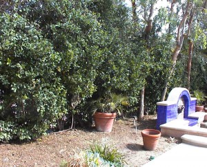 tall mature privacy hedge