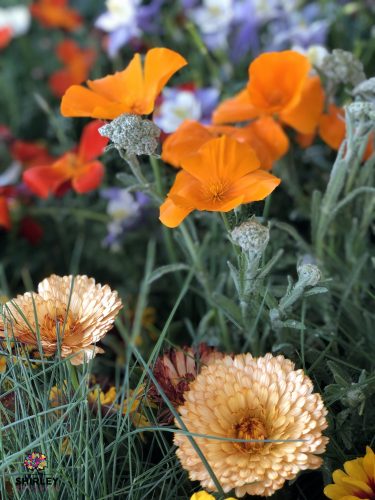 Orange California poppy Eschscholzia californica) in bloom.