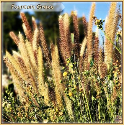 red fountain grass in bloom with gold and red plumes