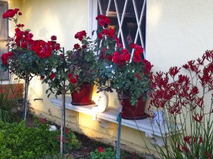 red tree roses and red kangaroo paws
