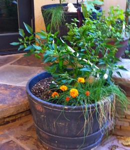 Shishito peppers growing in a whiskey barrel garden container with marigolds