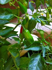 Shishito pepper growing in Shirley Bovshow's garden ready to harvest