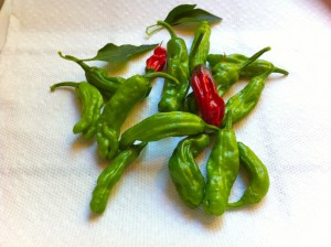 Green and red shishito peppers freshly picked from Shirley's Garden