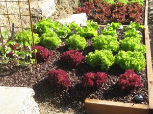 Edible garden by Shirley Bovshow red and green lettuces