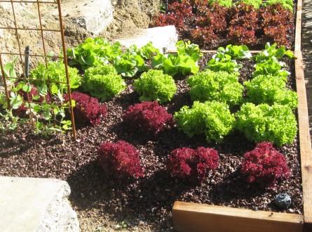 Edible garden by Shirley Bovshow red and green lettuces