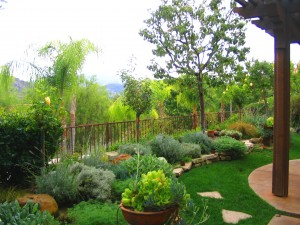 Lush-low-water-mediterranean-style-garden-shirley-bovshow