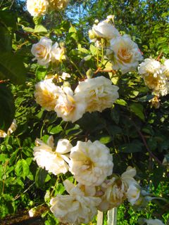 buff beauty yellow climbing rose