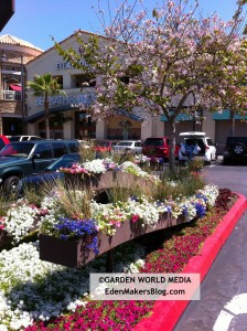 Decorative metal planter and annual garden plants by Proven Winners Snow Princess