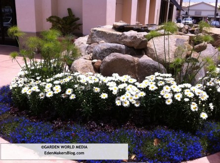 Lobelia, chrysanthemum and papayrus garden bed