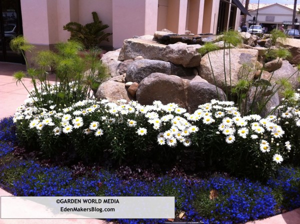 Lobelia, chrysanthemum and papayrus garden bed