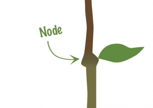 Node_on_a_plant_stem_where_leaves_grow