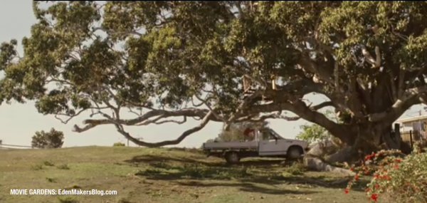 Moreton Bay Fig Tree From The Tree Movie EdenMakers Blog