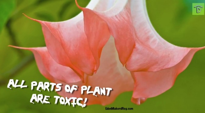 All-parts-brugmansia-plant-toxic-edenmakersblog