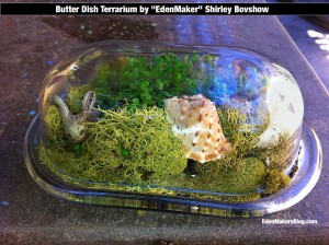 Closeup of glass butter dish terrarium by Shirley Bovshow