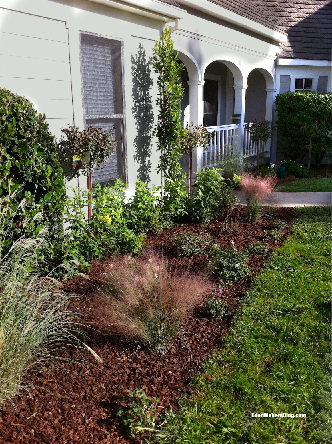 Regal-Mist-Muhlenbergia-Grass-Home-and-Family-Show-Yard