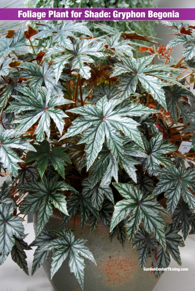 Gryphon begonia is a tropical foliage shade plant