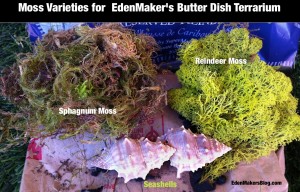 Sphagnum-moss-reindeer-moss-sea-shells-for a butter dish terrarium by edenmakersblog