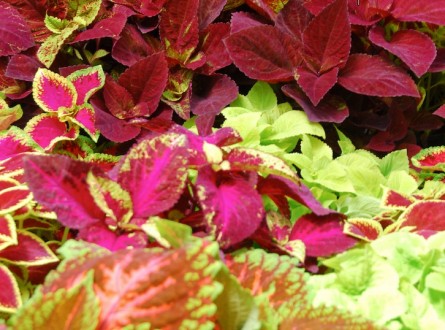 Sun-loving-coleus-plant-edenmakersblog