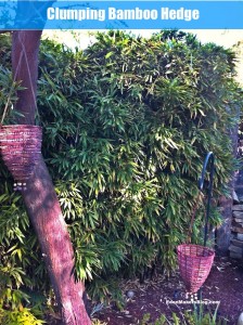 Clumping-Bamboo-hedge-edenmakersblog
