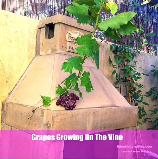 Grape-on-the-vine-at-EdenMakers-House
