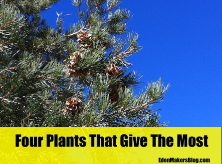 Pine-tree-with-cone-against-blue-skies-edenmakersblog. I saw this pine tree in Joshua Tree National Park.