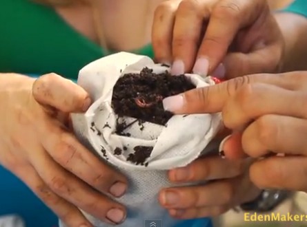 Red-Wiggler-Worms-for-Compost-Bin