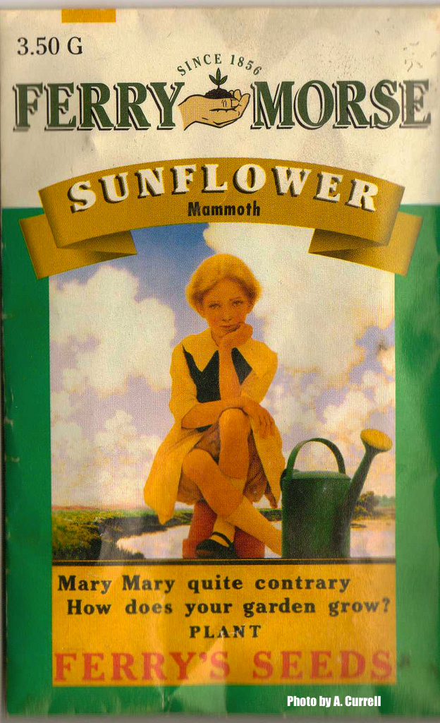 Sunflower-Seed-Packet-Ferrys-Seeds-Vintage